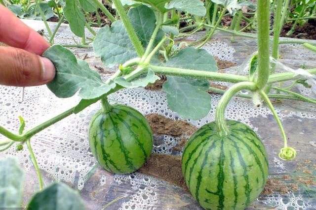 西瓜得了蔓枯病能全死亡吗,大棚西瓜的蔓枯病怎么治疗