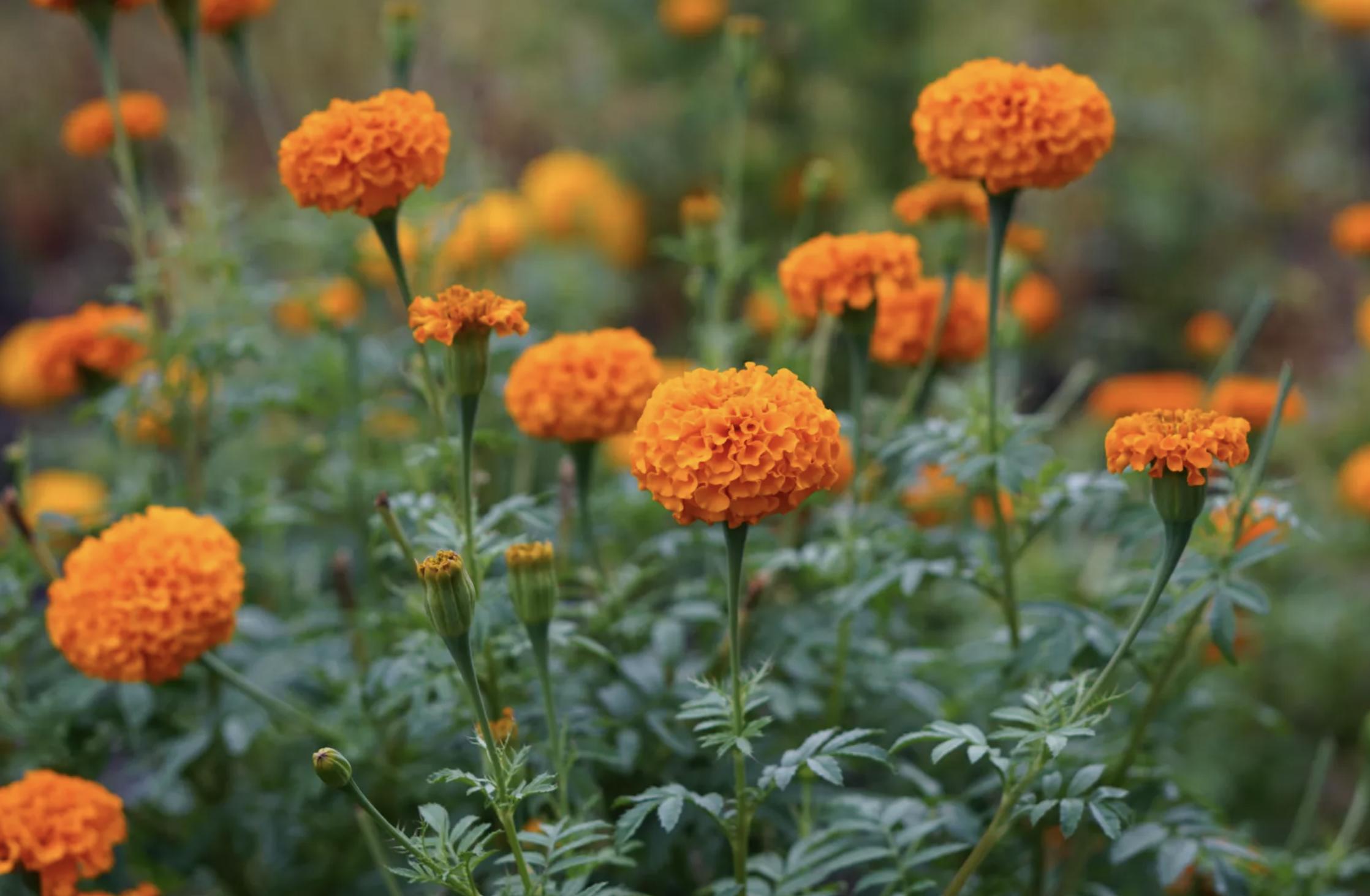 充满活力阳光的花,20种需要阳光的花