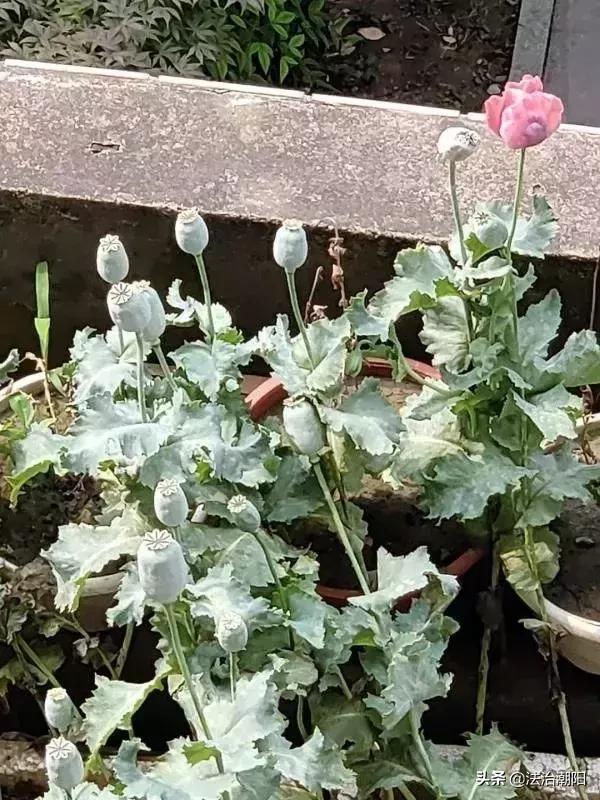 异想天开!竟然用这种方式治牙痛