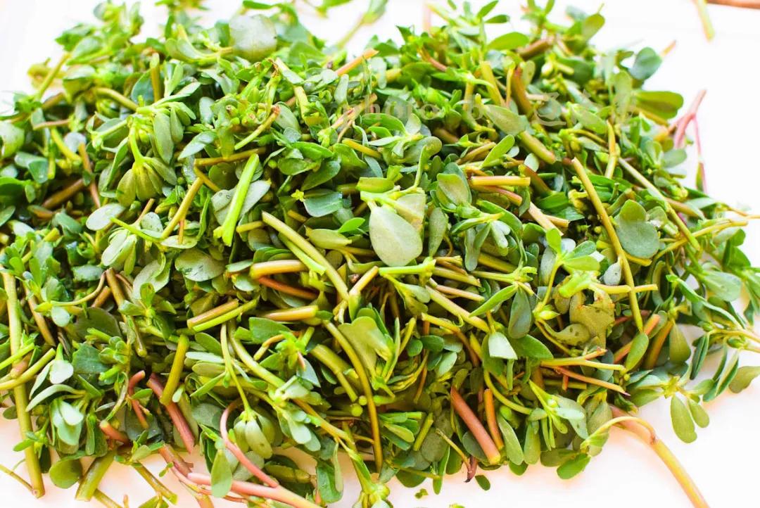 马齿苋是长寿菜你知道吗,马齿苋夏天