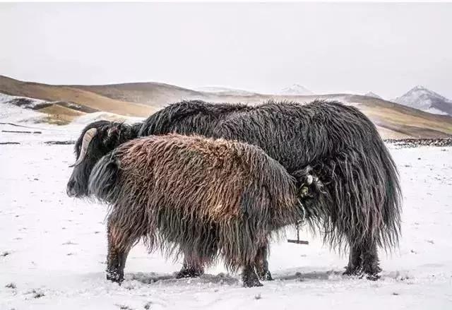 来自喜马拉雅的围巾,来自喜马拉雅的奢侈品
