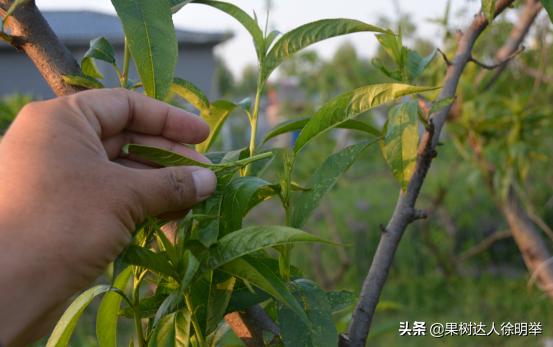 又到了一年的种植桃树的季节,一年桃树5月份修剪的正确方法