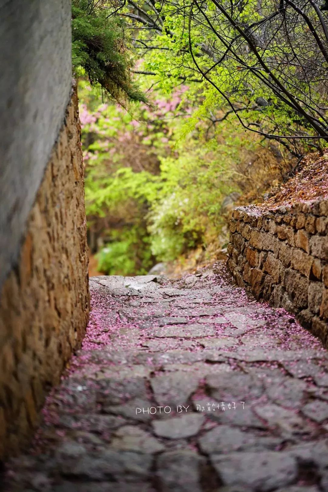 京郊童话树屋,京郊最美童话树屋