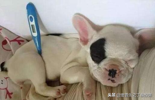 狗狗肠胃炎的表现症状有哪些,狗狗分离焦虑症的症状及表现