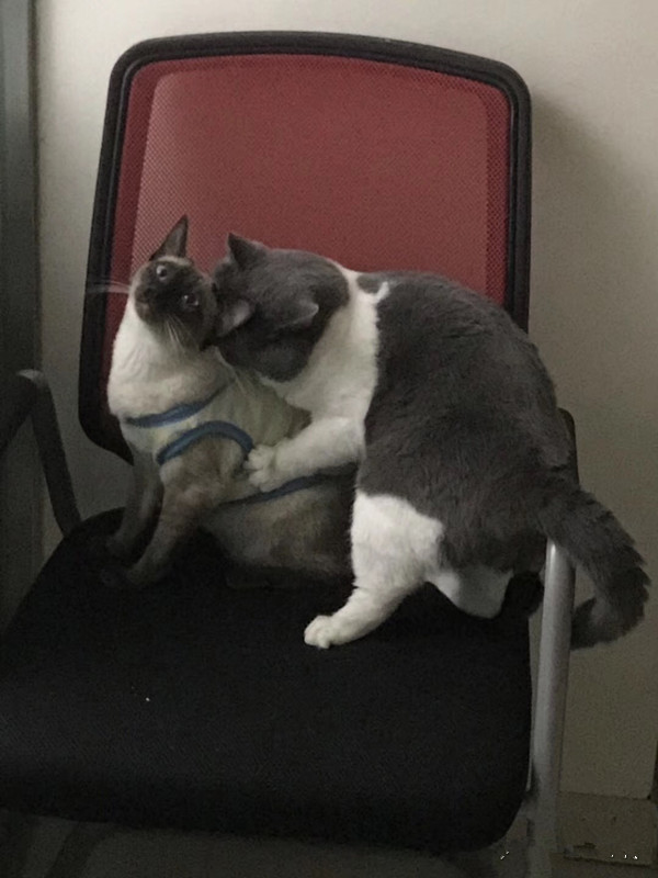 怎么防买到星期猫,如何避免在市场买到星期猫