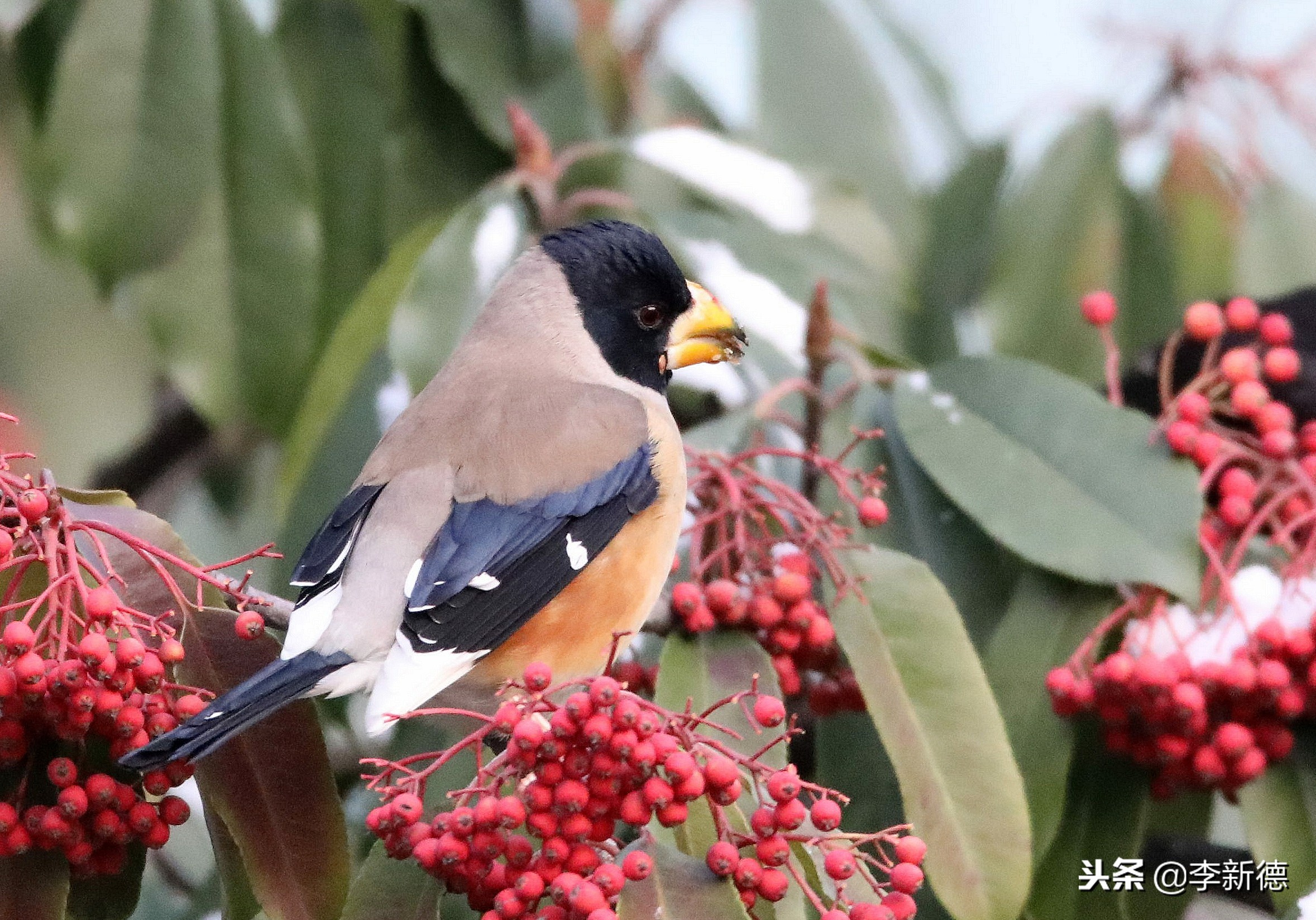安徽合肥：大雪过后阳光灿烂，铜嘴鸟在树上觅食