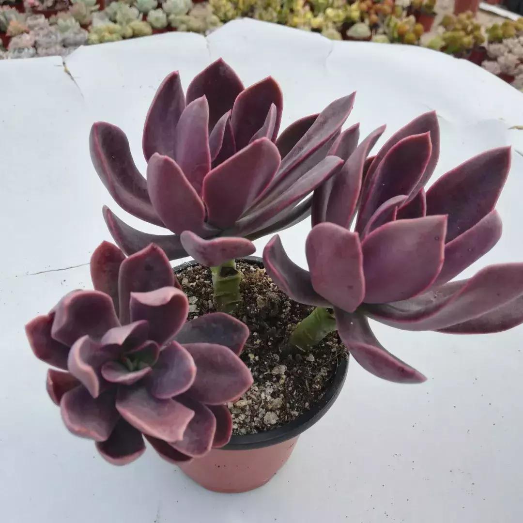 花筏多肉和钻石锦一样吗,多肉植物科普讲解图片欣赏