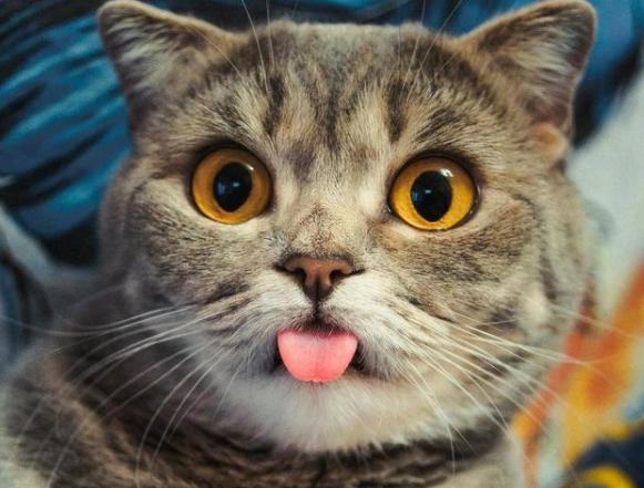 什么样的猫咪好养不容易养,养得好的猫咪几大特征是什么