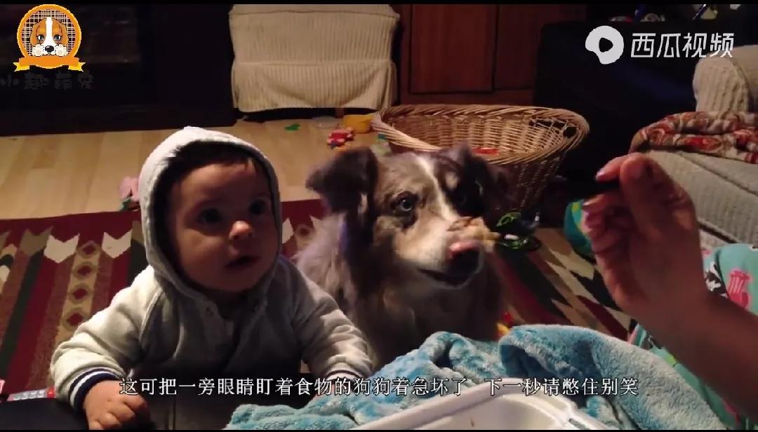 狗狗居然会喊妈妈,狗狗对主人不会叫只会嘤嘤嘤