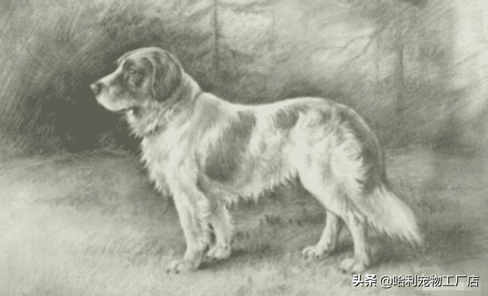 不串的田园犬有多珍贵,正宗的中华田园犬长啥样