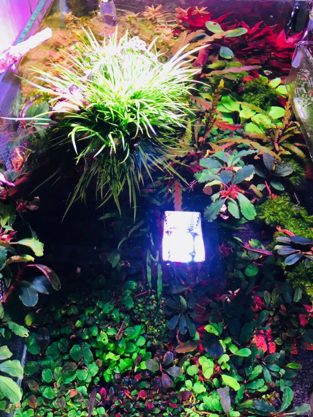 草缸洞穴造景怎么做,草缸自己动手布置