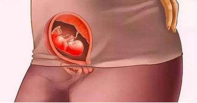 十月怀胎胎儿,一到十月胎儿变化图