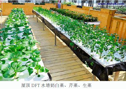 无土栽培战略分析,无土栽培推广方案怎么写