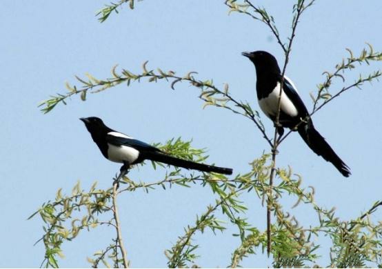 小小的喜鹊,小小喜鹊