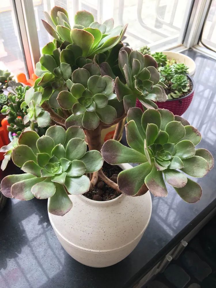 多肉新年寄语,养多肉七八年用心沉淀静待花开