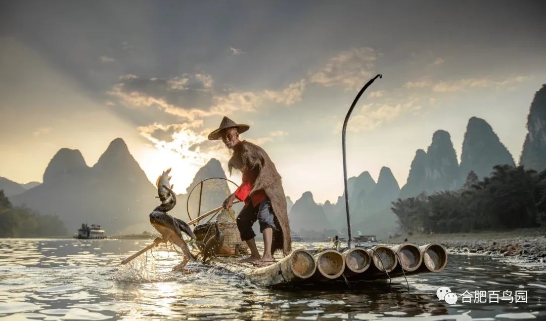 鸬鹚捕鱼技艺需要传承,鸬鹚捕鱼这项传统技艺会消失吗