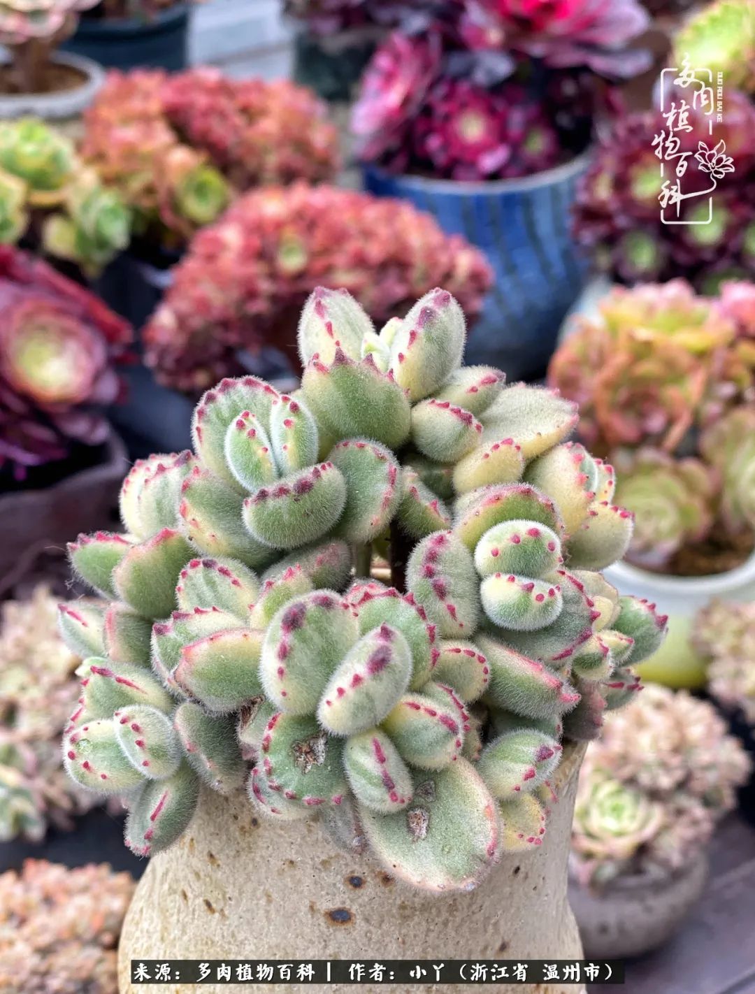 祖上无院家里无矿,一腔浪漫情怀付诸楼顶造花