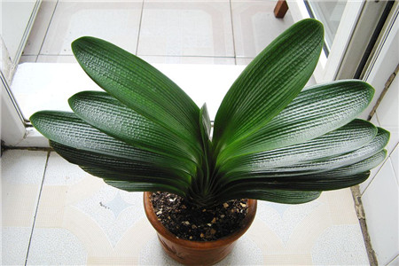 君子兰的养殖方法和注意事项换盆,君子兰养殖方法注意事项
