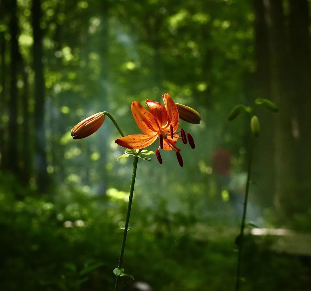 林业生态旅游科普,林草科普