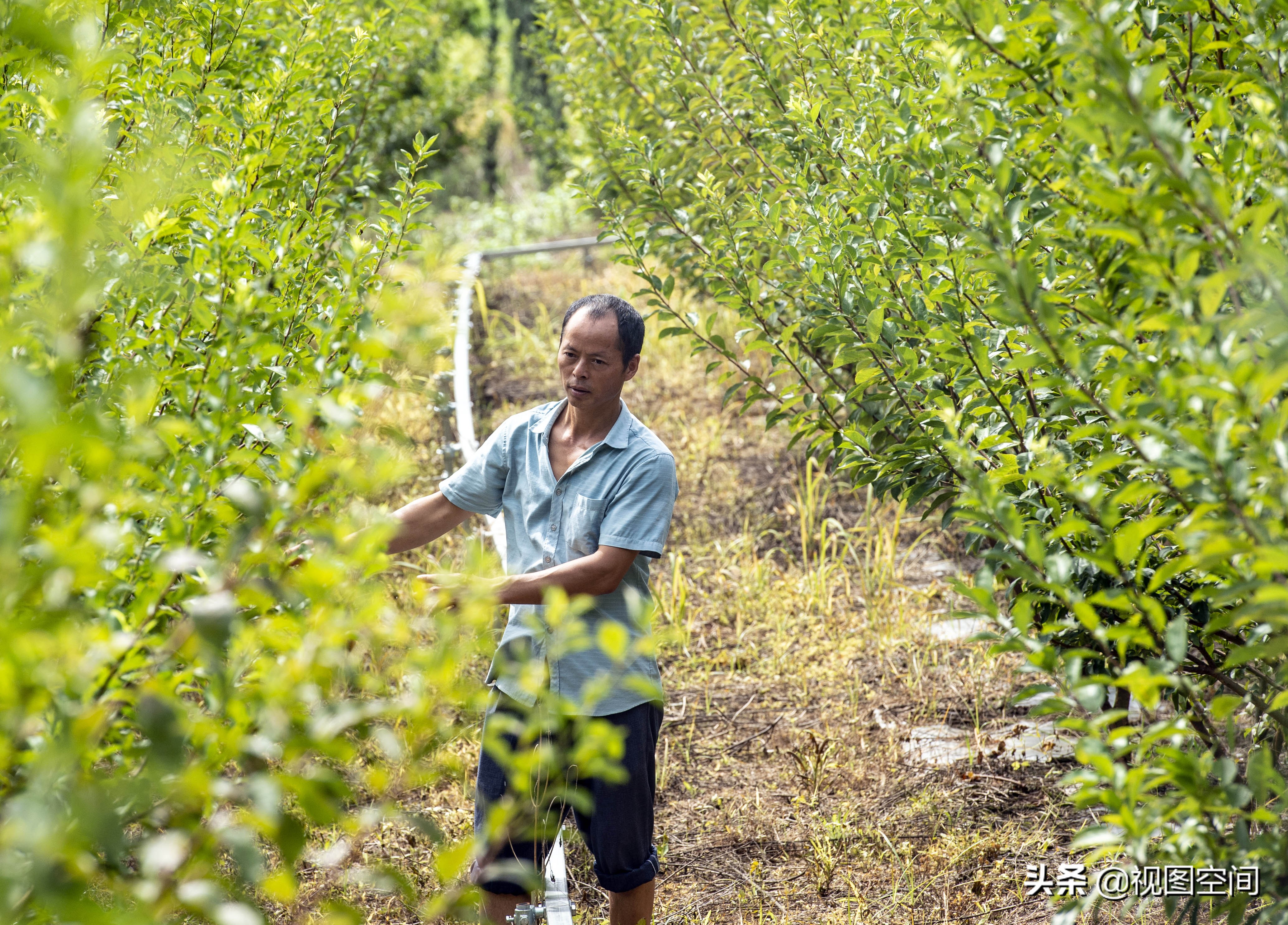 广西夫妻隐居深山承包土地种果,包地种果树倾家荡产