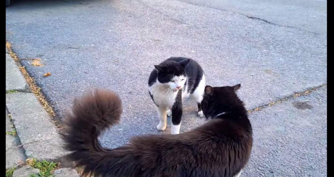 一群公猫围攻一只女猫,一群猫围殴一只猫