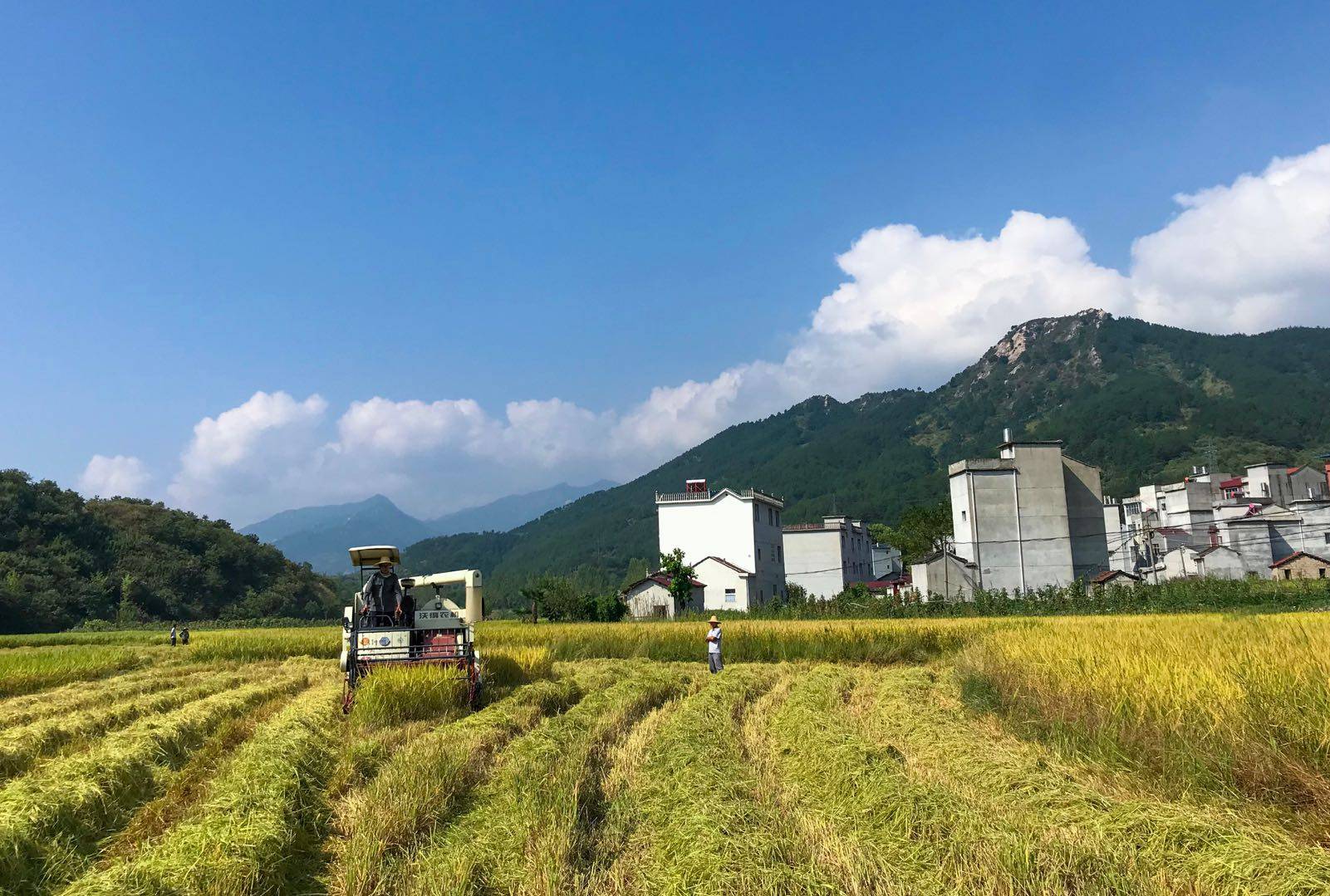 米酒赠勇士，福泽众乡亲——湖北麻城老米酒之乡抗疫探访录