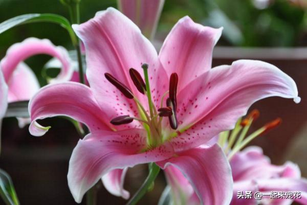 养花就养3种香水花,哪种香水花好养