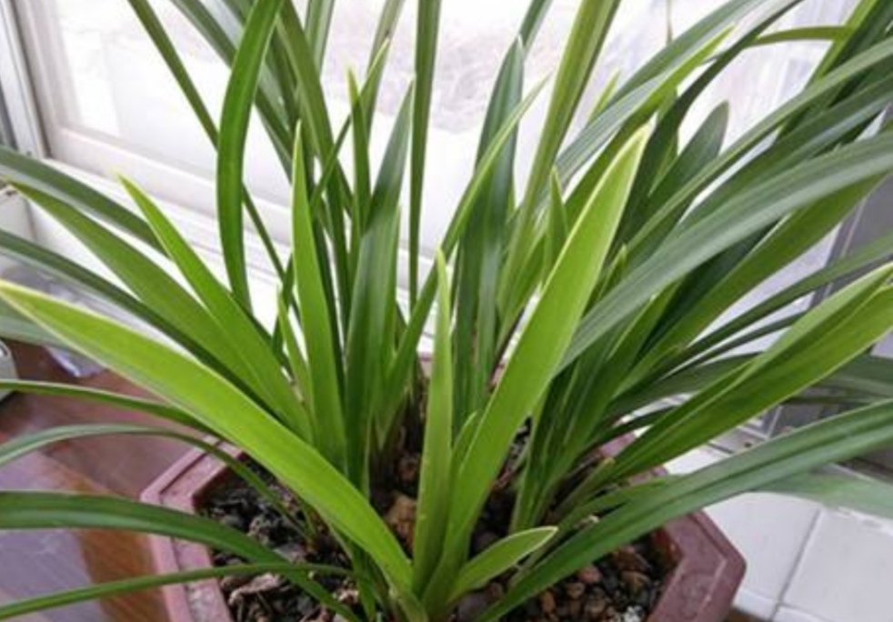 兰花用兰花专用土怎么养护,新手养兰花需要什么植料能养活