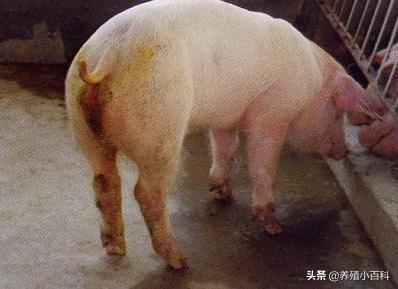 猪增生性回肠炎解剖图,猪增生性回肠炎临床症状