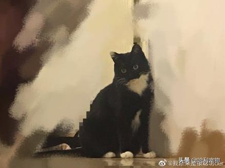 铲屎官的真相,铲屎官养了四只一模一样的猫