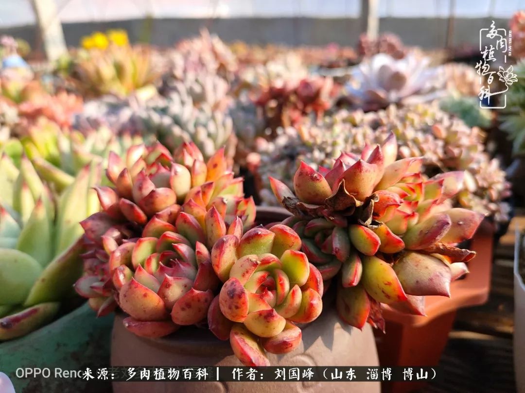 冬季室温20度以上多肉怎么养,贵的不一定就是好的便宜的