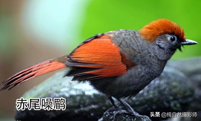 画眉品种有哪些,画眉科的鸟类大全