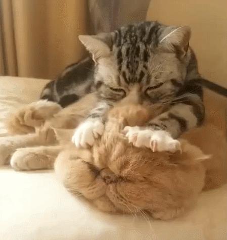 新手养猫养美短还是英短好,养猫手册如何养好一只英短蓝猫