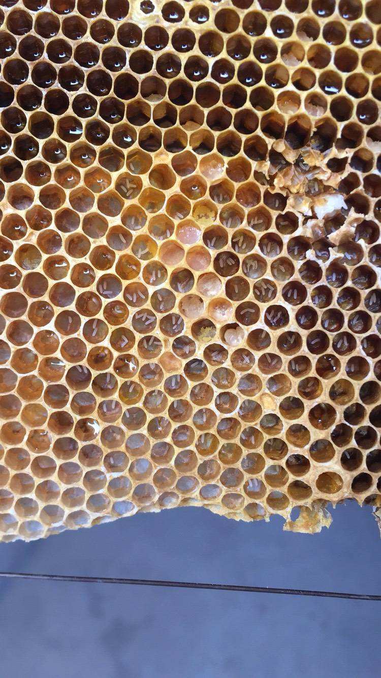 中蜂工产严重介王会成功吗,中蜂无王也无工产是怎么了