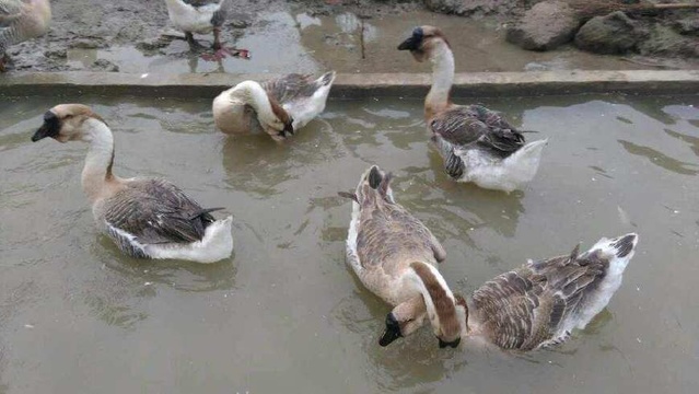 养殖狮头鹅创业记录全过程,养殖5000只鹅政府补贴有多少