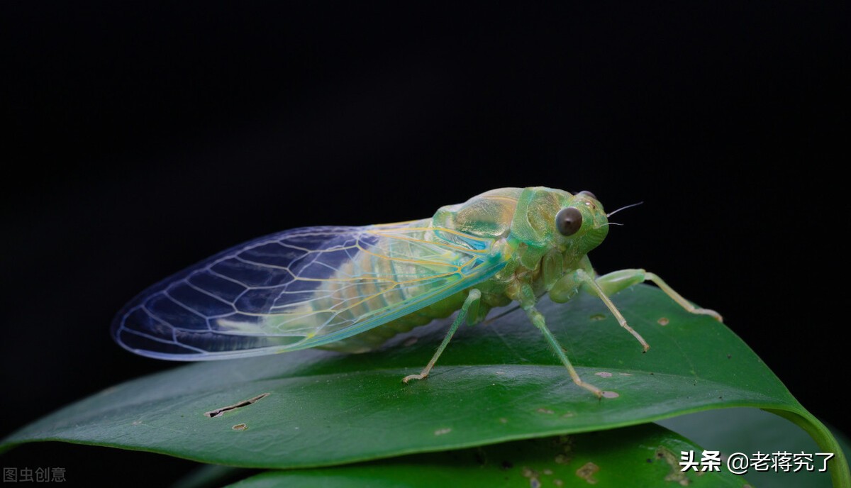 各种鸣虫的叫声和饲养,冬季常见的鸣虫有哪些