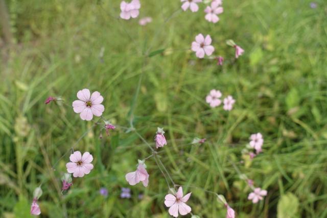 上海奉贤新城的亮点,奉贤南桥镇奉贤新城现状