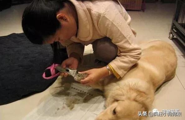 要知道狗狗是否把你看做主人，摸它这5个地方就清楚