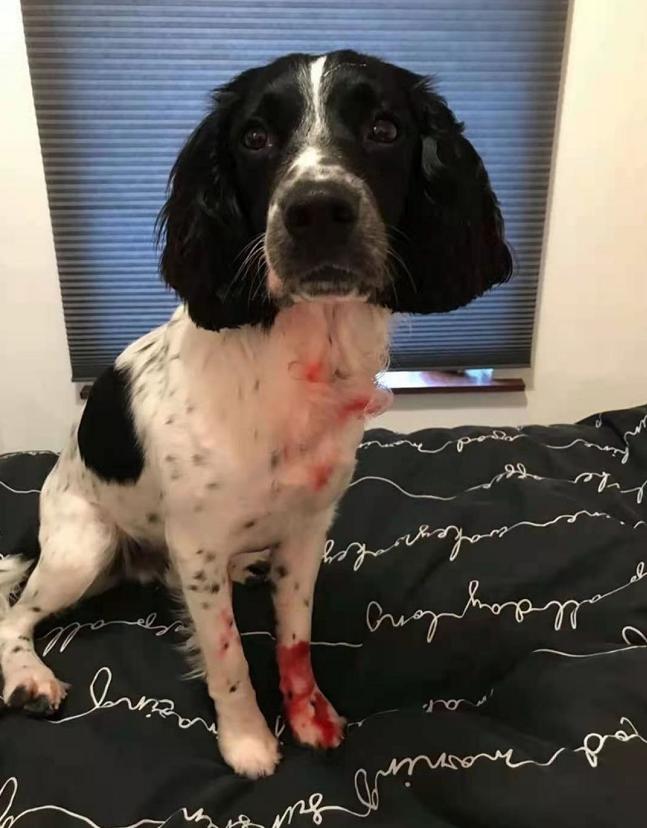 边牧脚趾间红了流脓,边牧脚上是红色的