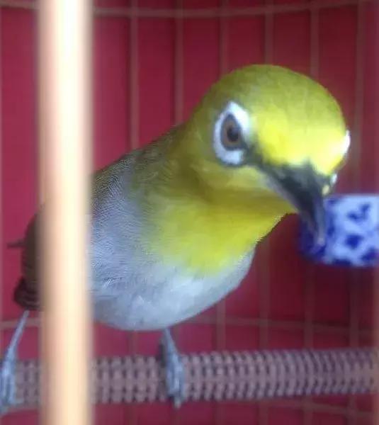 绣眼大叫训练,绣眼换毛技巧