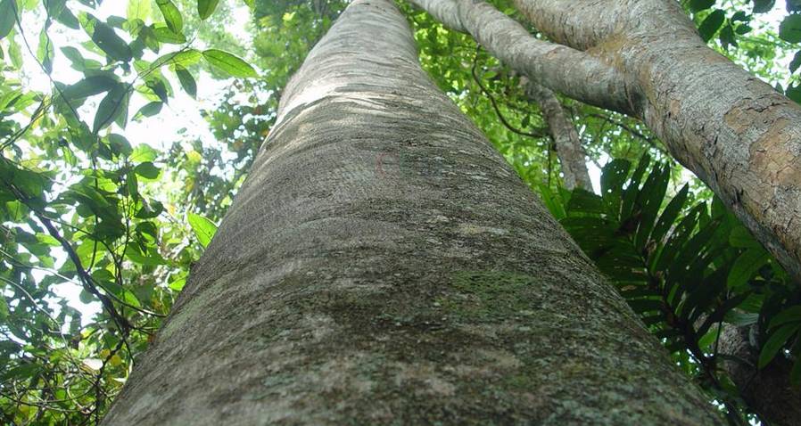 春日种下一棵阅读树,春日种下一朵花