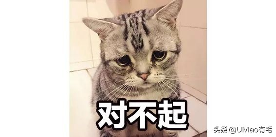 夏季会害了猫的7个行为,夏天对猫咪排泄有影响吗