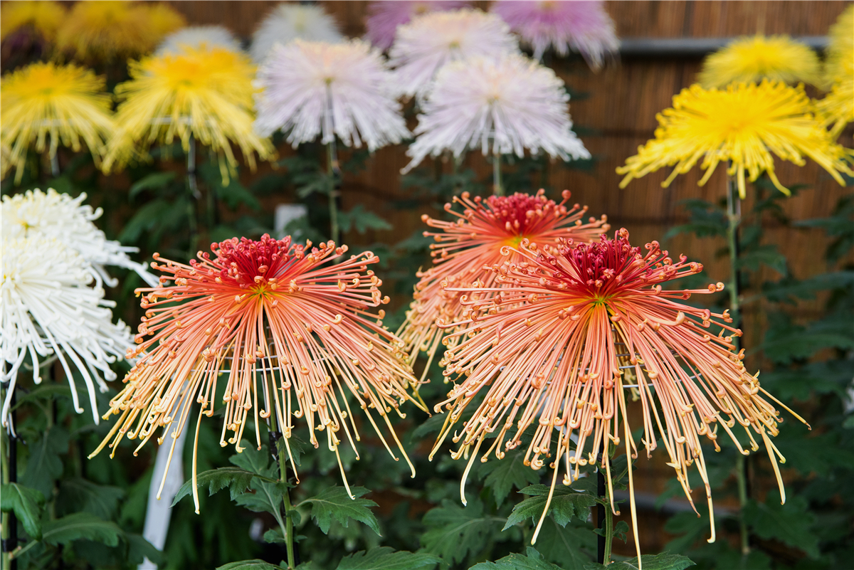 秋天苏州游玩,苏州旅游攻略秋天