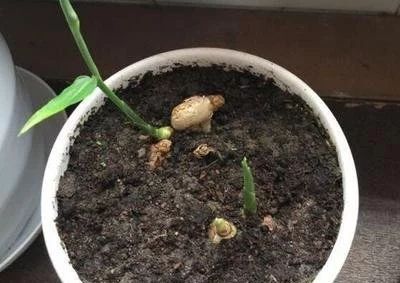 露天种一亩地姜的成本是多少,种姜一年一亩成本