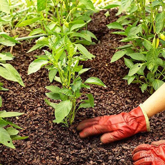 露台上的植物怎么过冬,植物过冬的方式有哪些