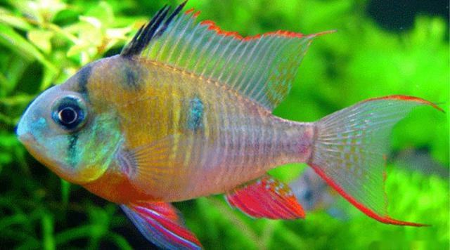 金波子怎么养好,如何把金波子养好