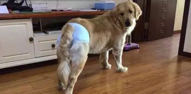 狗狗也会来姨妈嘛,狗狗来月经怎么办