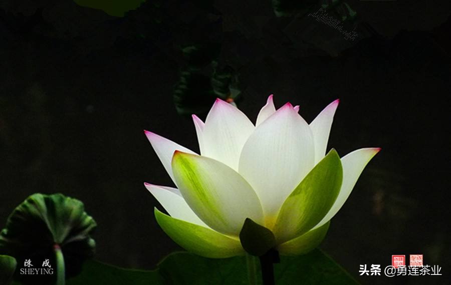 人生大舞台众生皆奔忙视频,人生简单生活的句子