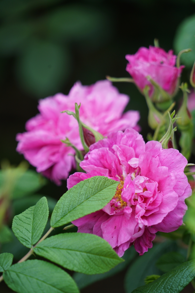 五月花；青山吹奏《蜗牛与黄鹂鸟》,D#调半音阶口琴演奏