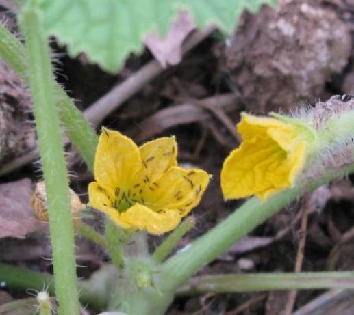 杀虫剂防治仓储害虫的措施有哪些,防治地下害虫的杀虫剂的使用方法